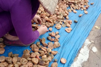 ‘Phù phép’ trái cây thối thành hàng tấn ô mai tiêu thụ dịp tết