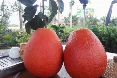 Dân Việt 'săn' bưởi đỏ tiến vua cúng tết 1,2 triệu đồng/cặp