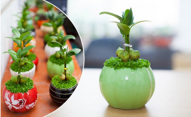 Kỹ thuật trồng cây may mắn mang tài lộc cho dân văn phòng