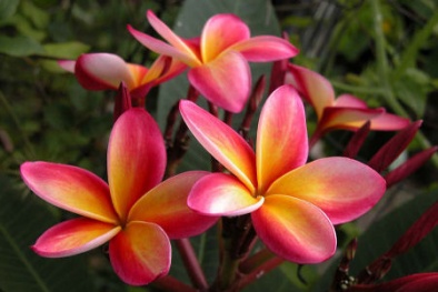 Kỹ thuật trồng cây hoa sứ và cách xử lý cho hoa nở đúng Tết