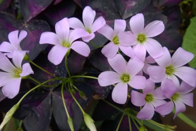 Kỹ thuật trồng hoa bướm đêm mang đến cho phòng khách thêm tinh tế 