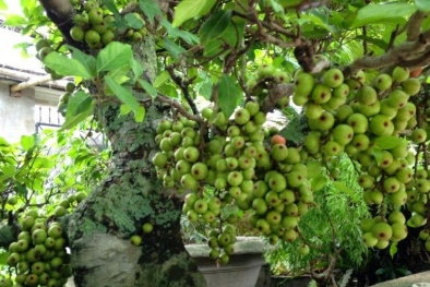 Kỹ thuật trồng và chăm sóc cây sung cảnh quả sai trĩu cành chơi Tết