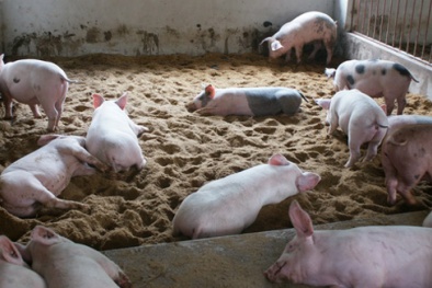 Nâng cao năng suất nhờ ứng dụng chế phẩm sinh học trong chăn nuôi