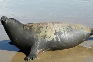 Bình Thuận: Tội nghiệp chú hải cẩu lên bờ nô đùa với dân bị đánh chết