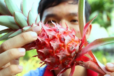 Kiếm trăm triệu đồng nhờ trồng khóm son bán Tết ở miền Tây