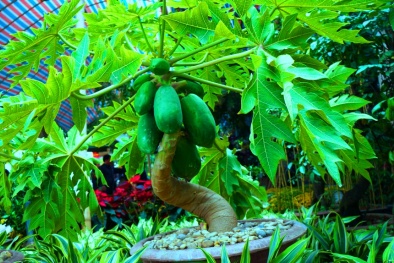 Kỹ thuật trồng và chăm sóc cây đu đủ cảnh ra trái đẹp miễn chê chơi Tết