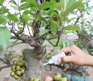 Ngày Tết cảnh giác với cây cảnh giả 