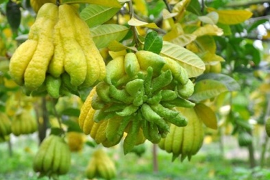 Kỹ thuật trồng cây phật thủ và mẹo bảo quản quả tươi lâu ngày Tết