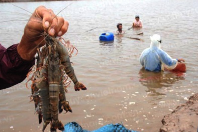 Nâng cao năng suất chất lượng nhờ nuôi tôm theo quy trình VietGAP