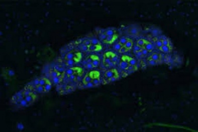 Nha Trang chuẩn bị thả muỗi mang vi khuẩn để ngăn ngừa sốt xuất huyết