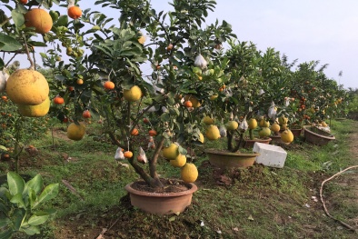 Cận cảnh cây ra chục loại quả siêu lạ đón Tết Đinh Dậu