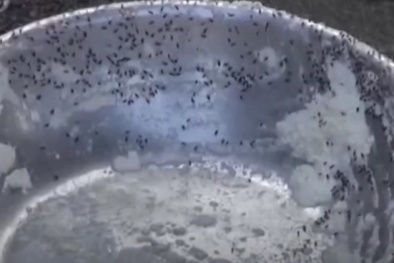 Nui đầy ruồi nhặng, heo sữa bốc mùi bị phanh phui ở Quảng Ngãi