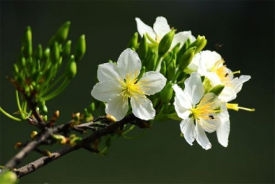 Kỹ thuật trồng và chăm sóc cây Mai trắng nở bung đón tài lộc vào nhà