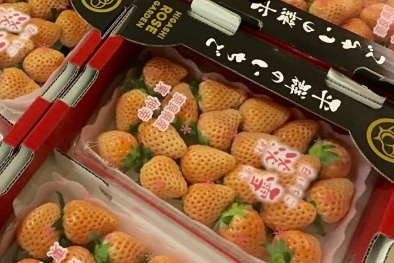 Nhà giàu Việt phát cuồng với loại 'dâu tây Bạch Tuyết' đắt nhất thế giới