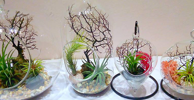 Kỹ thuật trồng cây không khí trang trí nhà ngày Tết thêm xinh