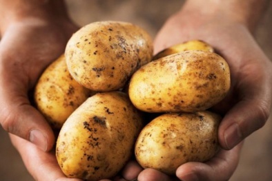 Sai lầm nghiêm trọng ảnh hưởng sức khỏe khi ăn khoai tây sai cách