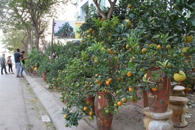 Bưởi Diễn bonsai cổ thụ 40 triệu cháy hàng dịp Tết Đinh Dậu