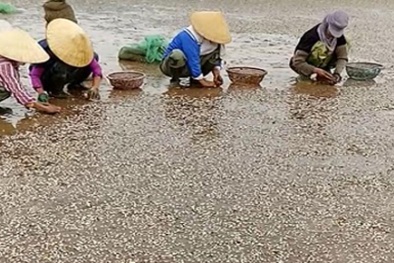 Thanh Hóa: Ngao chết hàng loạt, nguyên nhân do đâu?