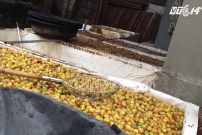 Mứt táo thối ủng, lẫn với ruồi chết cho Tết Đinh Dậu ở Hưng Yên gây hoang mang