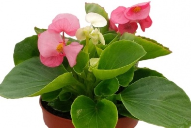 Kỹ thuật trồng cây và chăm sóc hoa thu hải đường 