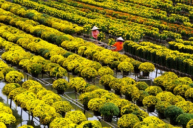 Kỹ thuật trồng và chăm sóc hoa cúc mâm xôi nở tươi ngày Tết