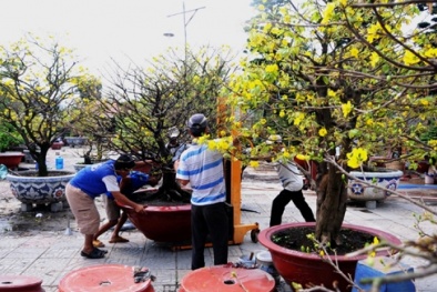 Thị trường cho thuê mai chưng ngày tết nhộn nhịp khách