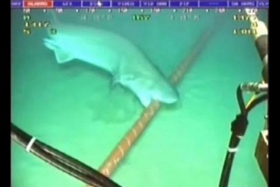 Clip: Hình ảnh cá mập cắn đứt cáp quang dưới đáy biển