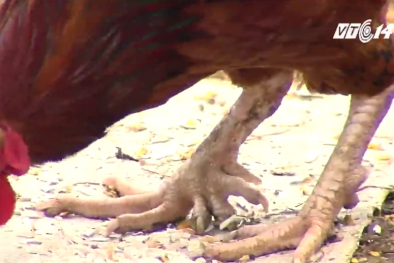 Gà 9 cựa ở Phú Thọ được bảo tồn nguồn Gen