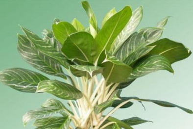 Kỹ thuật trồng cây và chăm sóc Bạch Mã Hoàng Tử làm quà tặng cho chàng