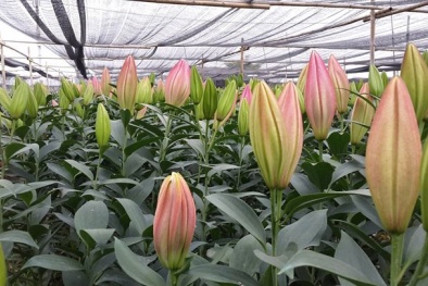 Hoa ly nở sớm, người trồng xót xa vì giá bán rẻ chỉ 8.000 đồng/cành