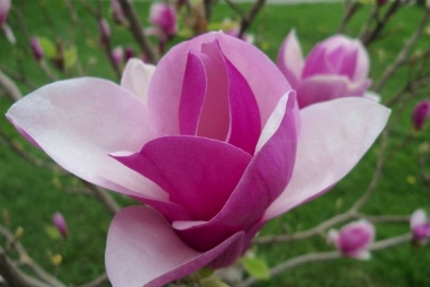 Kỹ thuật trồng cây và chăm sóc hoa Mộc lan cho vườn nhà rực rỡ ngày Xuân