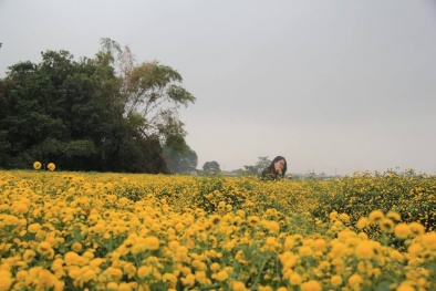 Mê mẩn cánh đồng hoa cúc 'tiến vua' đẹp ngất ngây ngay gần Hà Nội