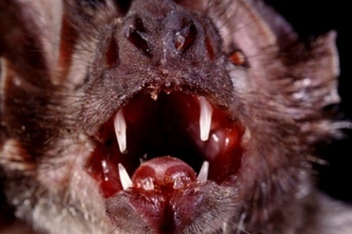 Phát hiện loài dơi 'ma cà rồng' chuyên hút máu người