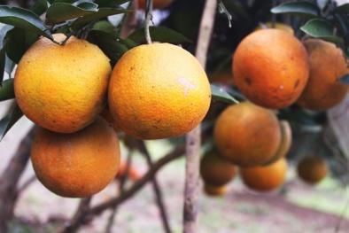 Hà Tĩnh: Thành triệu phú nhờ cam đặc sản được giá vụ Tết