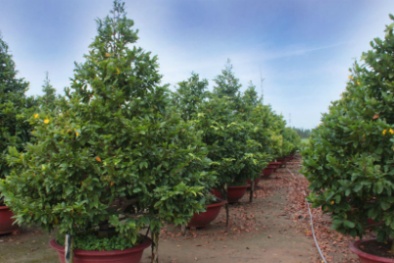 Thị trường mai Tết Sài Gòn hút khách