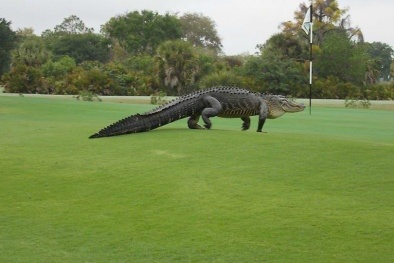 Cá sấu khổng lồ 'to như khủng long' ở Florida