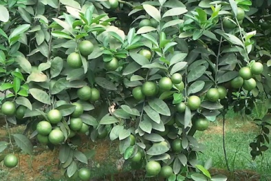 Kỹ thuật trồng cây chanh tứ quý sai trĩu cành quanh năm