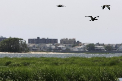 New York: Giết 70.000 con chim để dẹp đường cho máy bay