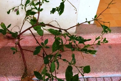 Nghi ăn 'sâm lạ' đào trong vườn nhà, người phụ nữ phải nhập viện 