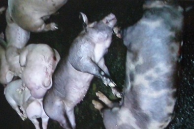 Phát hiện 200 con heo từ Bình Dương về TP.HCM đã tiêm thuốc an thần