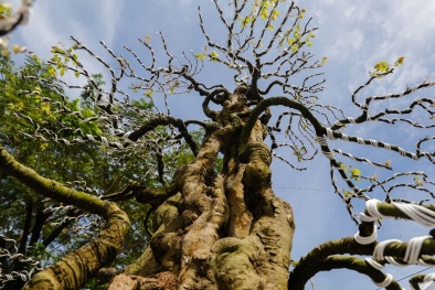 Cận cảnh cặp khế kiểng 12 tỷ đồng ở Tp. Hồ Chí Minh