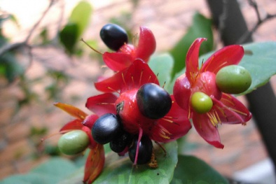 Kỹ thuật trồng cây mai tứ quý và cách chăm sóc sau Tết