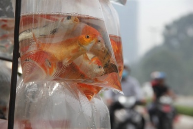 50.000 đồng một con cá chép cúng ông Táo