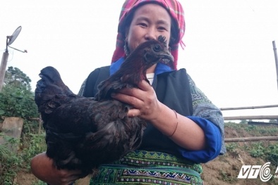 'Gà lưỡi đen' hàng chục triệu được đại gia lên núi mua giải hạn dịp tết