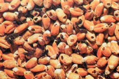 Hàng loạt nông sản nhập khẩu từ Indonesia nhiễm mọt độc hại