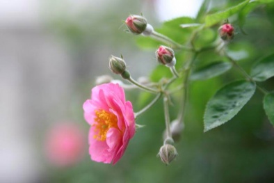 Kỹ thuật trồng cây hoa tầm xuân cho ban công rực rỡ sắc hồng