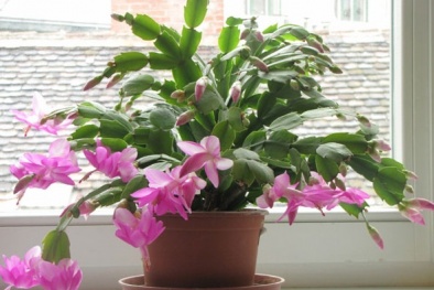 Kỹ thuật trồng cây lan càng cua cho hoa nở rực rỡ mùa xuân