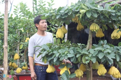 Người 'không có đối thủ' ở làng tỷ phú phật thủ