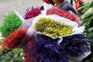 Hoa sao khô tẩm phẩm màu độc hại 'bung lụa' dịp Tết Đinh Dậu 2017