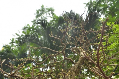 Ngắm cây mai vàng 200 tuổi giá 2,7 tỷ đồng tại chợ hoa xuân Tết Đinh Dậu 2017